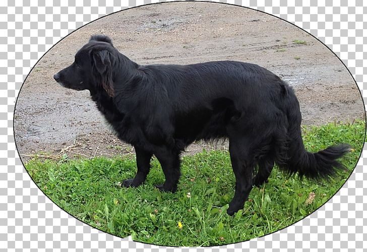 Flat-Coated Retriever Dog Breed Sporting Group PNG, Clipart, Breed, Carnivoran, Dog, Dog Breed, Dog Breed Group Free PNG Download