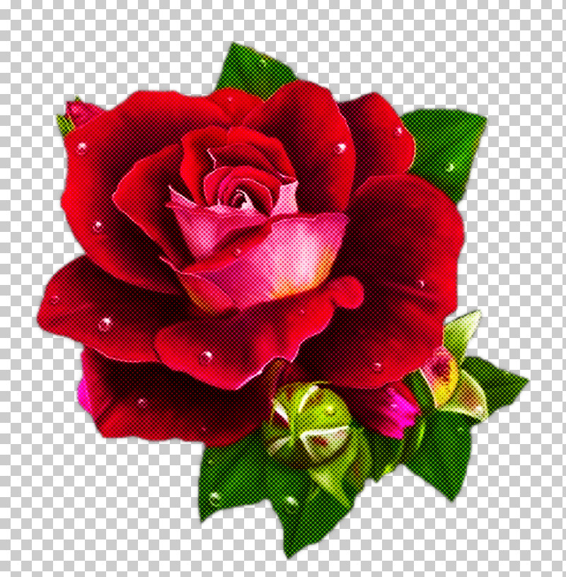 Garden Roses PNG, Clipart, Artificial Flower, Bouquet, Cut Flowers, Floribunda, Flower Free PNG Download