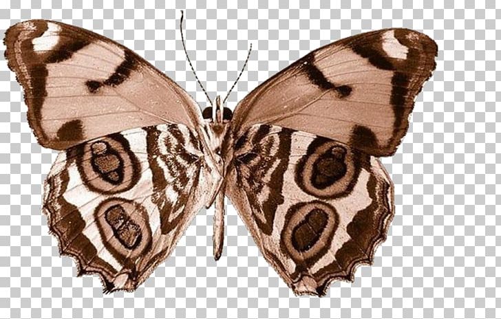 Butterfly PNG, Clipart, Arthropod, Brush Footed Butterfly, Butterflies, Butterfly Group, Butterfly Wings Free PNG Download