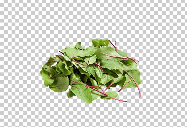 Chard Leaf Vegetable Salad Arugula PNG, Clipart, Arugula, Chard, Chicken Salad, Flowerpot, Food Drinks Free PNG Download