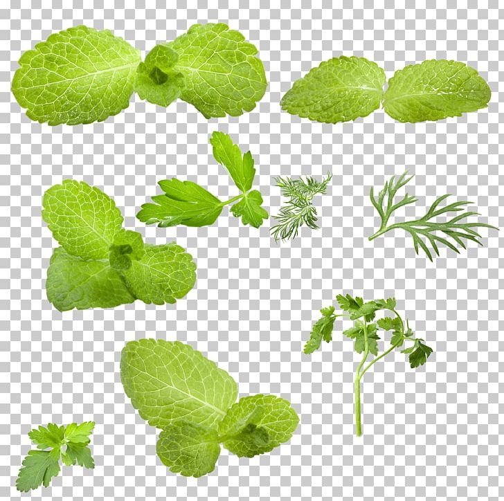 Leaf Mentha Spicata Green Vegetable PNG, Clipart, Annual Plant, Autumn Leaf, Coreldraw, Encapsulated Postscript, Grass Free PNG Download