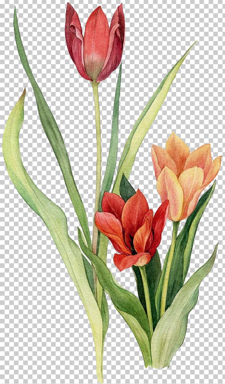 Tulip Flower Watercolor Painting Drawing PNG, Clipart, Art, Bud, Cut Flowers, Drawing, Floral Design Free PNG Download