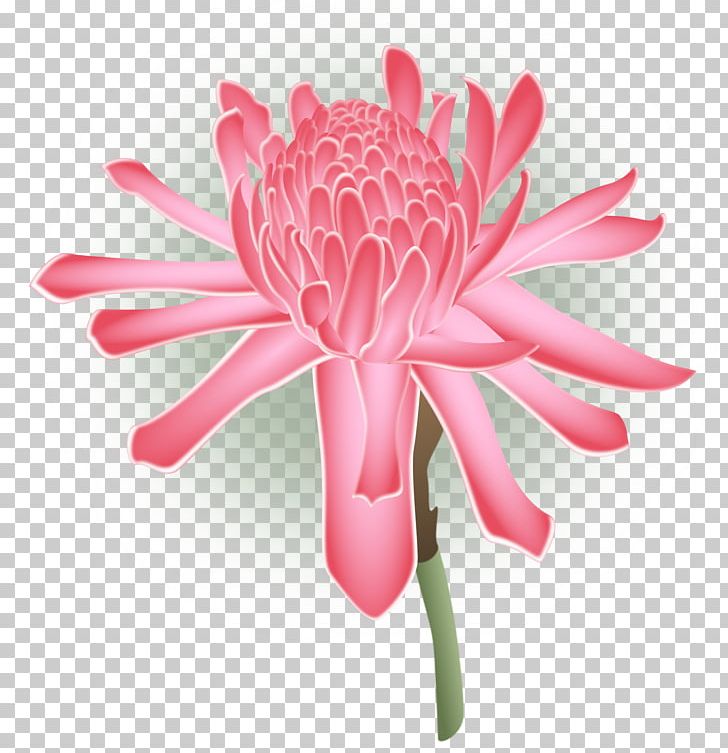 Cut Flowers Chrysanthemum Transvaal Daisy Daisy Family PNG, Clipart, Chrysanthemum, Chrysanths, Closeup, Common Daisy, Cut Flowers Free PNG Download