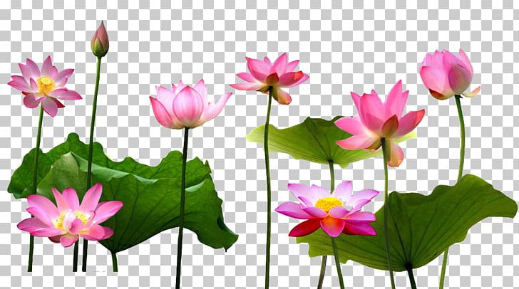 Nelumbo Nucifera Information Illustration PNG, Clipart, Aquatic Plant, Artificial Flower, Computer Wallpaper, Flora, Floral Design Free PNG Download