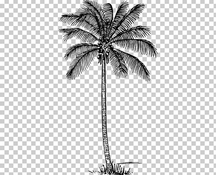 Drawing Arecaceae Line Art PNG, Clipart, Arecaceae, Arecales, Art, Black And White, Borassus Flabellifer Free PNG Download