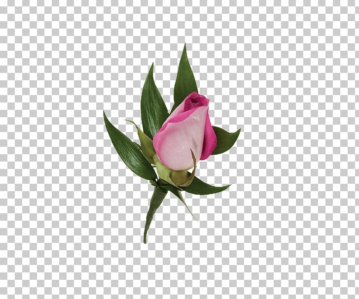 Garden Roses Boutonnière Corsage Flower PNG, Clipart, Arumlily, Bud, Corsage, Cut Flowers, Flower Free PNG Download