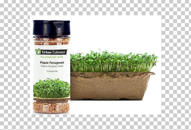 Herb Fenugreek Seed Microgreen Urban Cultivator PNG, Clipart, Commodity, Crop, Fenugreek, Fines Herbes, Flowerpot Free PNG Download