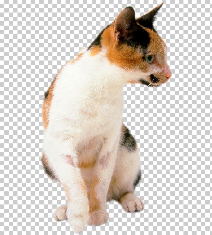 Japanese Bobtail Whiskers Aegean Cat Domestic Short-haired Cat Kitten PNG, Clipart, Animals, Breed, Calico, Calico Cat, Carnivoran Free PNG Download