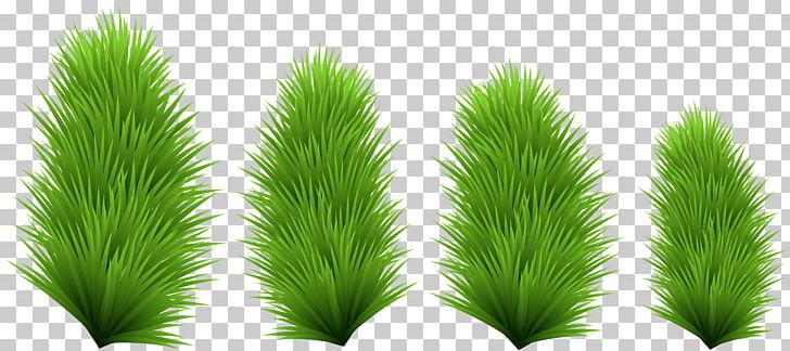 Tree Evergreen Leaf Grasses PNG, Clipart, Evergreen, Family, Grass, Grasses, Grass Family Free PNG Download