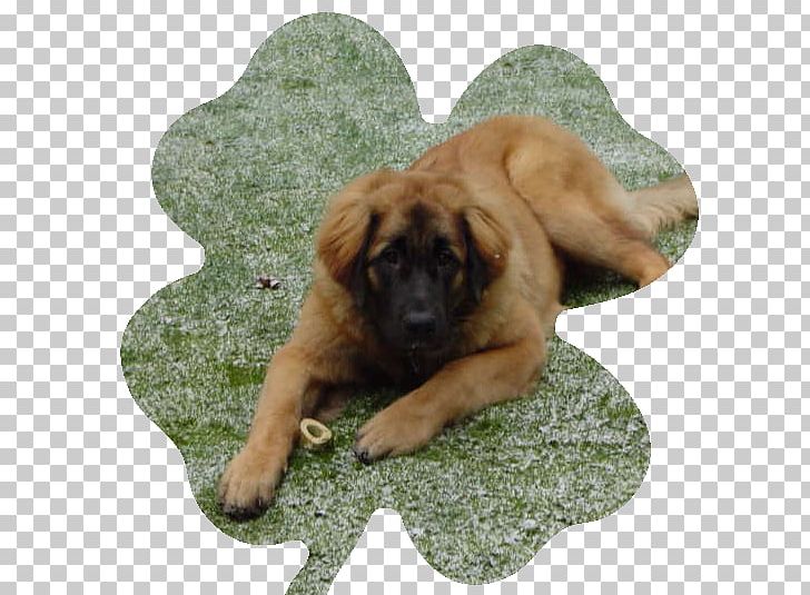 Dog Breed Leonberger Estrela Mountain Dog Puppy Rare Breed (dog) PNG, Clipart, 2008, Animals, Beep, Breed, Breed Group Dog Free PNG Download