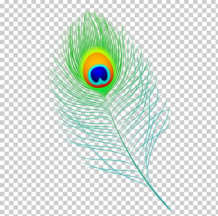 Feather Peafowl PNG, Clipart, Animals, Beak, Bird, Can Stock Photo, Computer Icons Free PNG Download