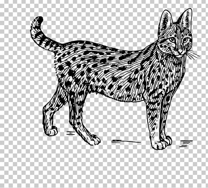 Savannah Cat Serval Wildcat PNG, Clipart, Animal, Big Cats, Black, Black And White, Carnivoran Free PNG Download
