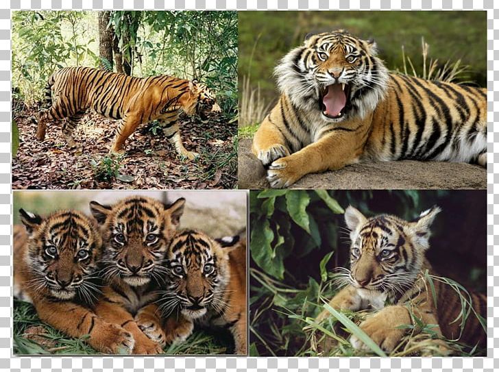 Sumatran Tiger Javan Tiger Lion Biology PNG, Clipart, Animal, Animals, Big Cat, Big Cats, Biology Free PNG Download