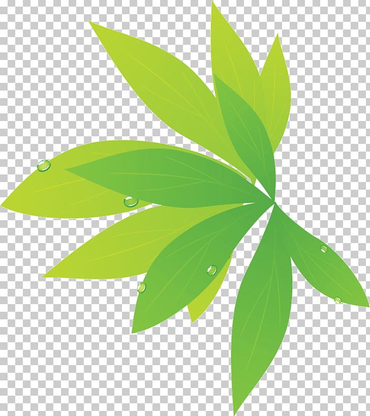 Leaf Photography Plant Stem PNG, Clipart, Accommodation, Black And White, Computer Icons, Gratis, Green Free PNG Download