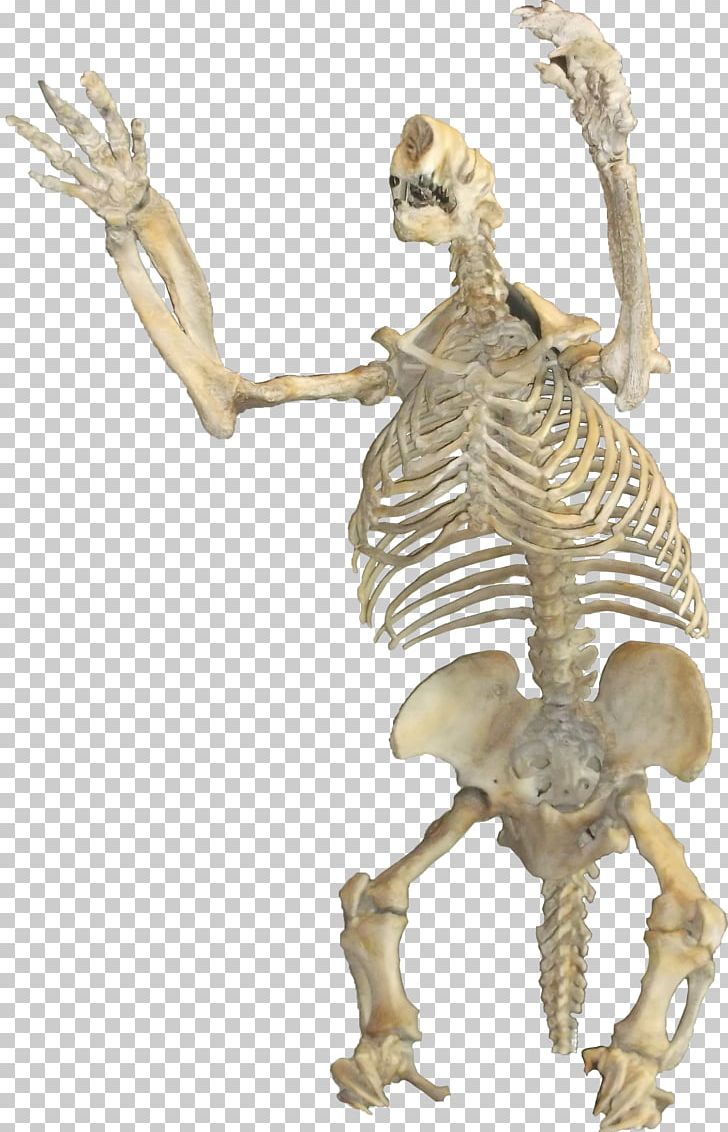 Pliocene Megalonyx Giant Ground Sloth Pleistocene PNG, Clipart, Classical Sculpture, Eremotherium, Fantasy, Fauna, Figurine Free PNG Download