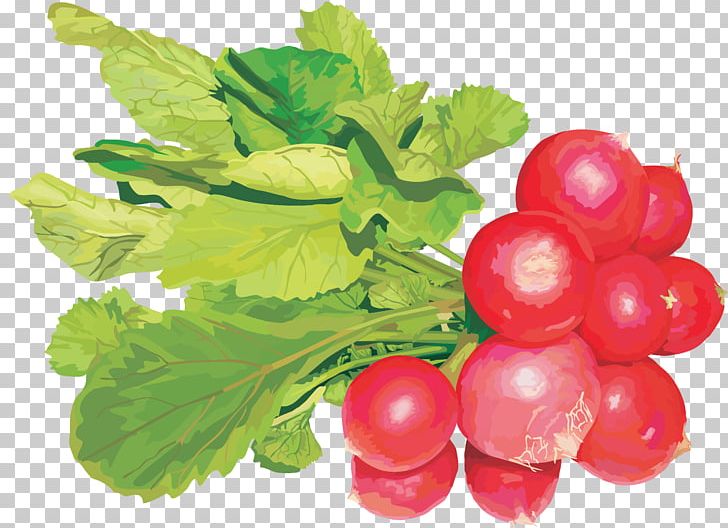 Radish PNG, Clipart, Radish Free PNG Download