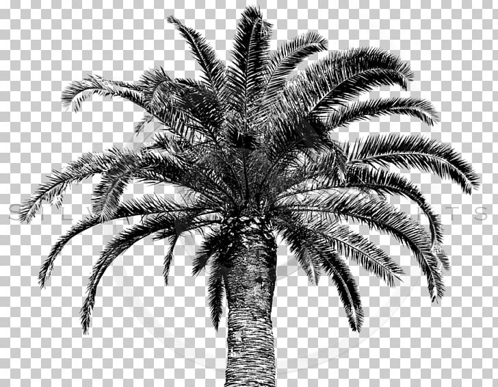 Arecaceae Paper Tree Zazzle Postage Stamps PNG, Clipart, Arecaceae, Arecales, Black And White, Botanical Illustration, Botany Free PNG Download