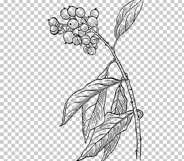 Berry PNG, Clipart, Angle, Arm, Berry, Bittersweet, Black And White Free PNG Download