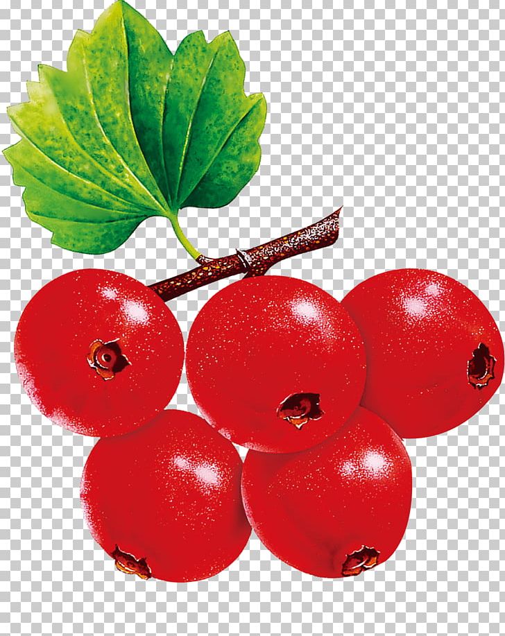 Currant Cherry Fruit PNG, Clipart, Auglis, Berry, Cherries, Cherry, Cherry Blossom Free PNG Download