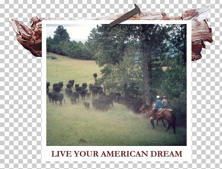 White River Ranch Themar Cattle South Thuringia Round Pen Text PNG, Clipart, American Dream, Big Country, Cattle, Cattle Like Mammal, Grass Free PNG Download