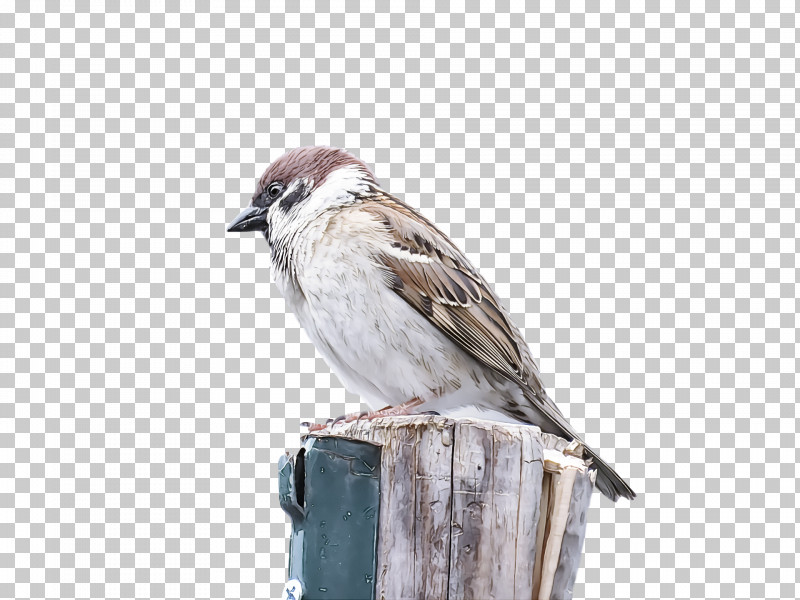 Bird PNG, Clipart, Beak, Bird, Chipping Sparrow, House Sparrow, Perching Bird Free PNG Download