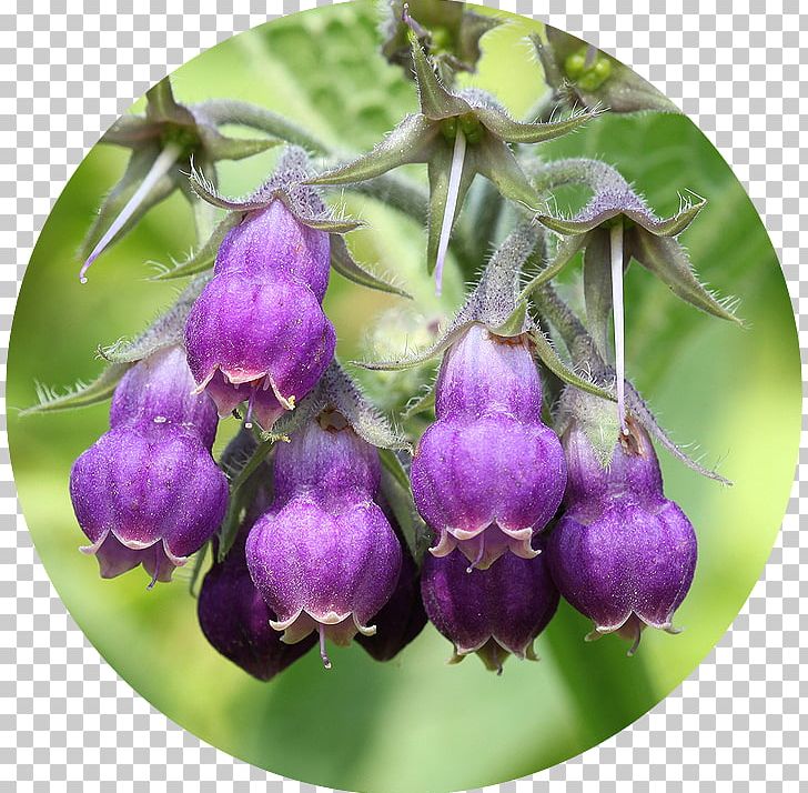 Common Comfrey Allantoin Pyrrolizidine Alkaloid Keratolytic PNG, Clipart, Alkaloid, Allantoin, Chemical Substance, Comfrey, Common Comfrey Free PNG Download