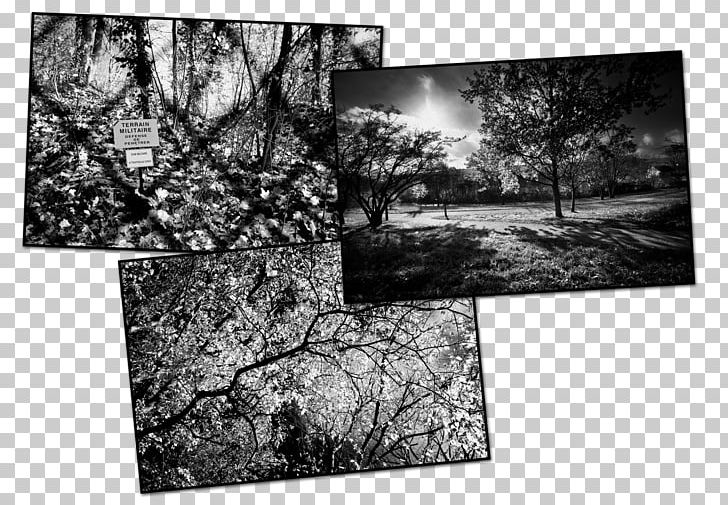 Frames Stock Photography White PNG, Clipart, Black And White, Branch, Les Cours Montroyal, Monochrome, Monochrome Photography Free PNG Download