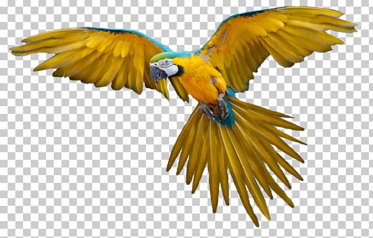 Parrot Bird Flight PNG, Clipart, Animals, Beak, Bird, Bird Flight, Download Free PNG Download