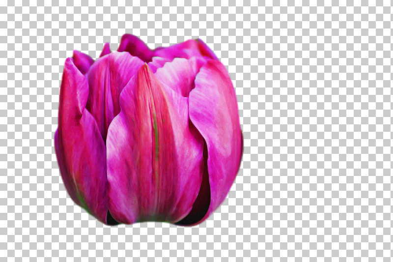 Tulip Petal Lilies Flower Close-up PNG, Clipart, Biology, Closeup, Flower, Lilies, Lily Free PNG Download