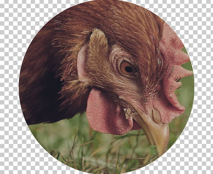 Australorp Wyandotte Chicken Urban Chicken The Perfect Chicken Turkey PNG, Clipart, Animal Feed, Australorp, Beak, Business, Chicken Free PNG Download