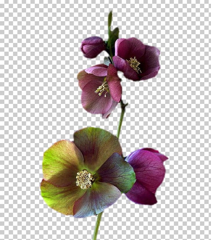 Flower Petal Floral Design Plant Stem Violet PNG, Clipart, Cicekler, Cut Flowers, Floral Design, Floristry, Flower Free PNG Download