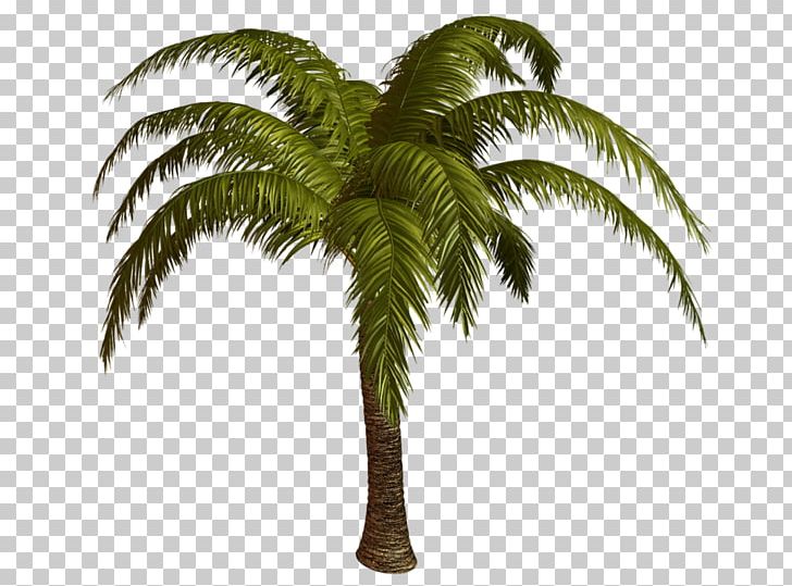 Photography PNG, Clipart, Albom, Arecales, Attalea Speciosa, Coconut, Date Palm Free PNG Download