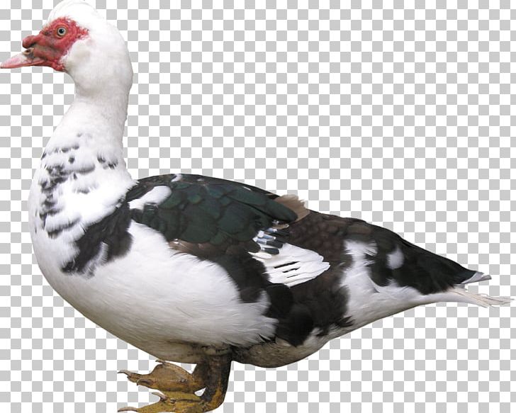 American Pekin Duck Bird Chicken Mulard PNG, Clipart, American Pekin, American Pekin Duck, Animals, Beak, Bird Free PNG Download