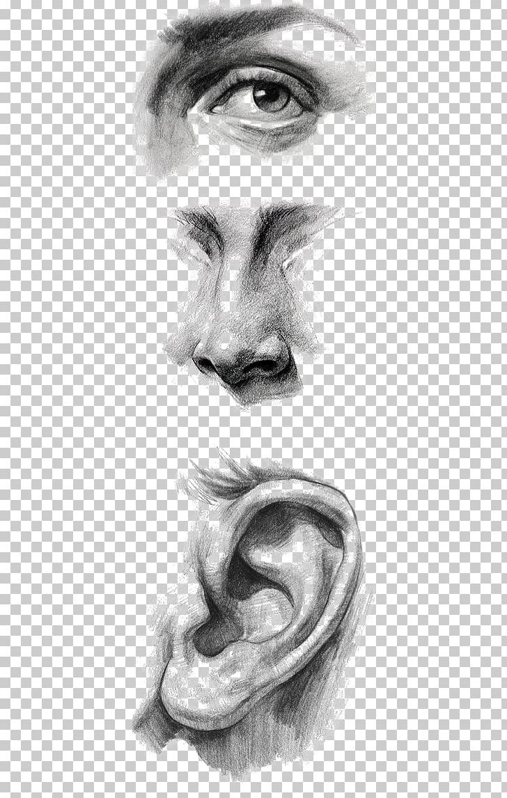 Drawing Ear Portrait Painting Art PNG, Clipart, Anatomy, Art, Artwork, Black, Black And White Free PNG Download