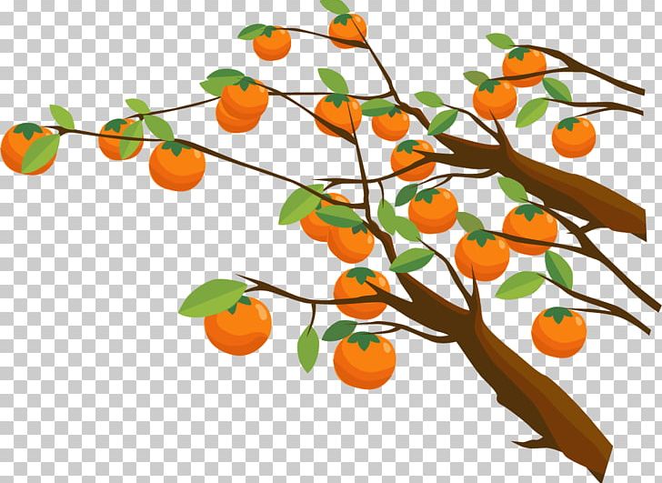 Persimmon Tree Euclidean PNG, Clipart, Branch, Bumper, Christmas Tree, Citrus, Drawing Free PNG Download