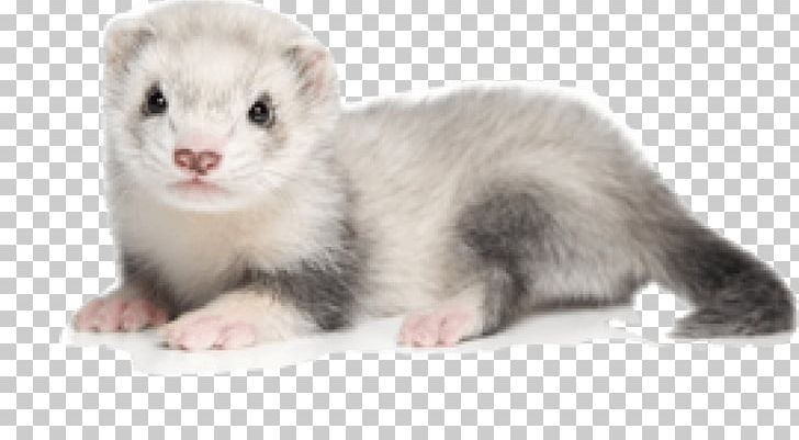 Polecat-ferret Hybrid Stock Photography Pet PNG, Clipart, Animals, Blackfooted Ferret, Can Stock Photo, Carnivoran, Cat Free PNG Download