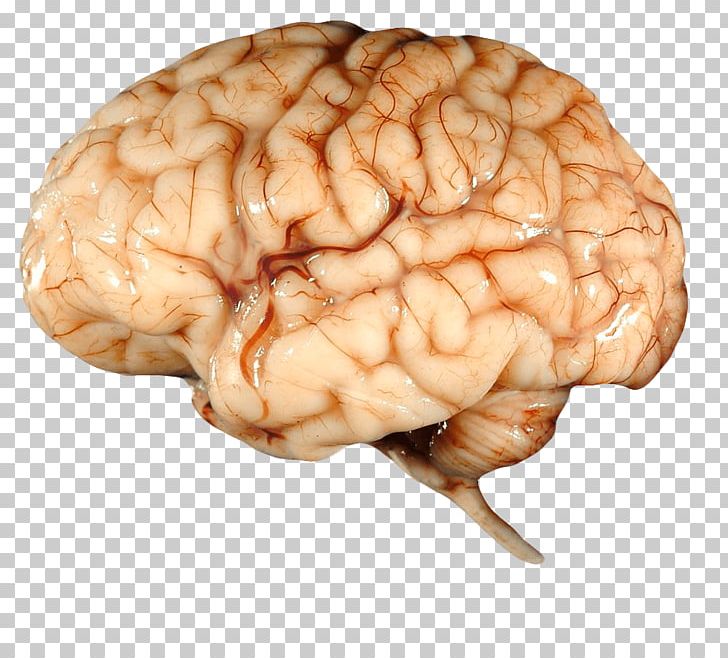 Real Brain PNG, Clipart, Brain, Organs, People Free PNG Download