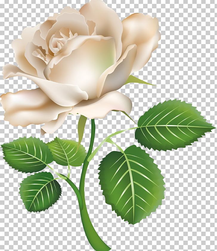 White Rose PNG, Clipart, Computer Icons, Cut Flowers, Encapsulated Postscript, Flower, Flowering Plant Free PNG Download