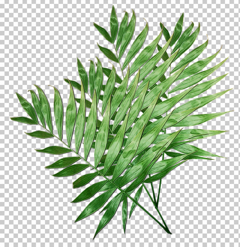Plant Leaf Flower Grass Tree PNG, Clipart, Flower, Grass, Herb, Leaf, Paint Free PNG Download