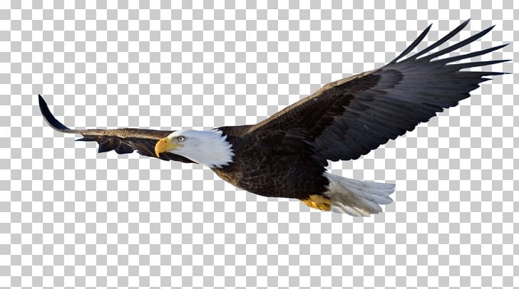 Bird Eagle PNG, Clipart, Accipitriformes, Animals, Bald Eagle, Beak, Bird Free PNG Download
