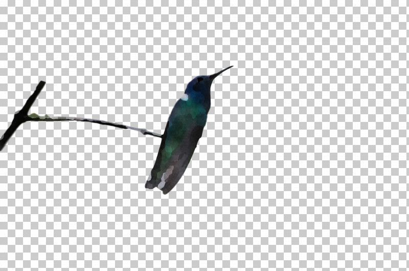 Bird PNG, Clipart, Beak, Bird, Coraciiformes, Hummingbird, Jacamar Free PNG Download