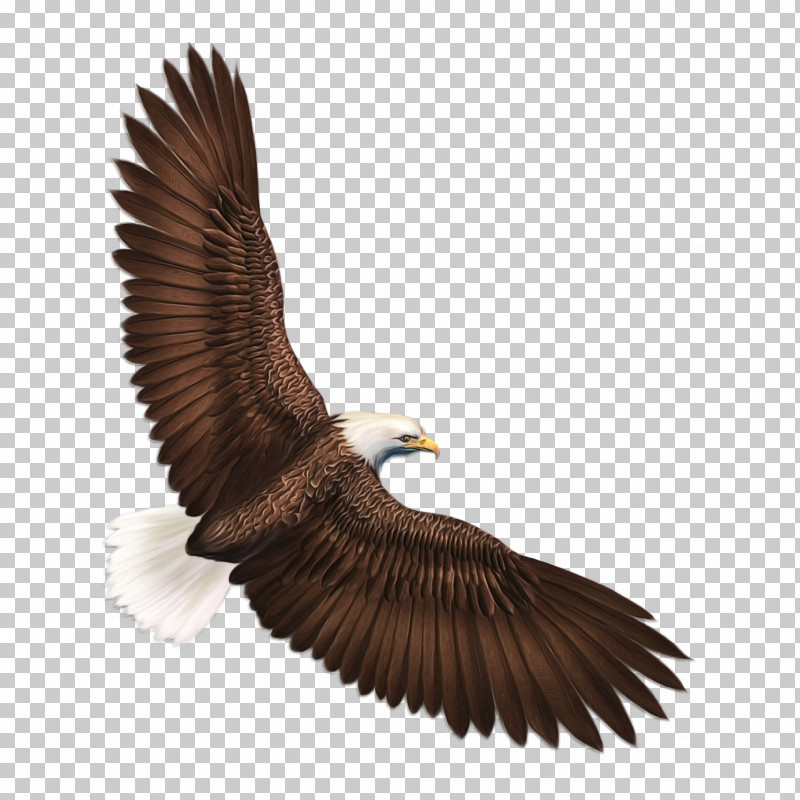 Eagle Bird Golden Eagle Bird Of Prey Accipitridae PNG, Clipart, Accipitridae, Bald Eagle, Beak, Bird, Bird Of Prey Free PNG Download