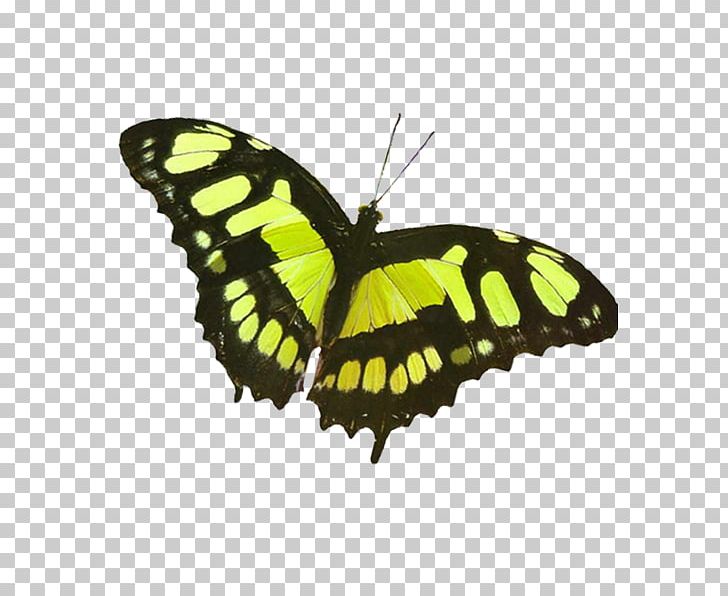 Monarch Butterfly Pieridae PhotoScape Brush-footed Butterflies PNG, Clipart, Animal, Arthropod, Blog, Brush Footed Butterflies, Brush Footed Butterfly Free PNG Download