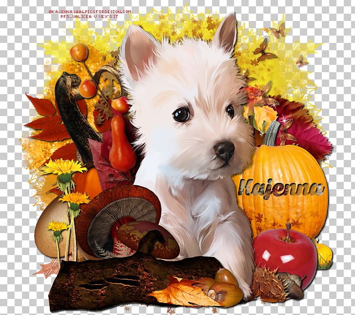 West Highland White Terrier Puppy Norwich Terrier Cairn Terrier Companion Dog PNG, Clipart,  Free PNG Download