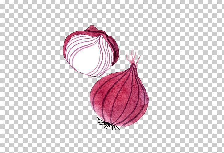 Yellow Onion Watercolor Painting Drawing PNG, Clipart, Adobe Illustrator, Download, Drawing Onion, Encapsulated Postscript, Food Free PNG Download