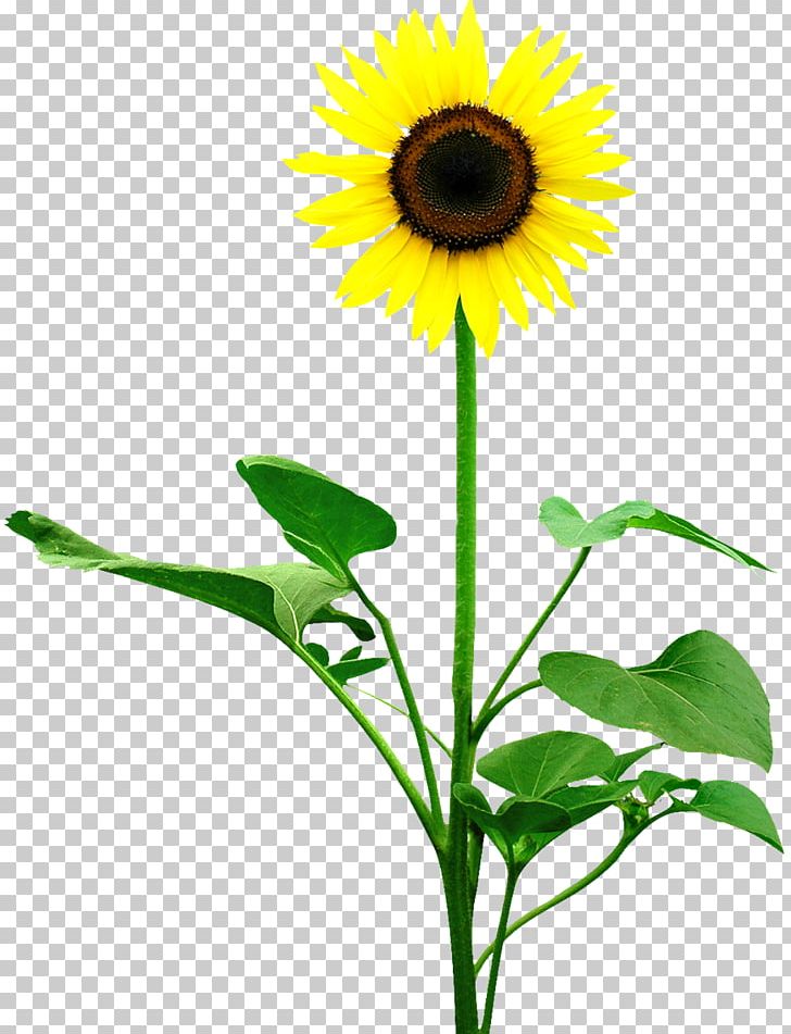 Common Sunflower Leaf Money Photography PNG, Clipart, Annual Plant, Cicek Resimleri, Common Sunflower, Cut Flowers, Daisy Family Free PNG Download