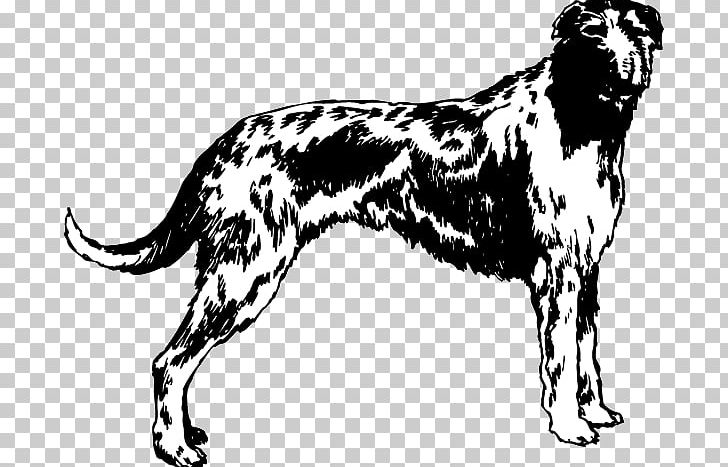 Dog Breed Afghan Hound Scottish Deerhound Sporting Group Decal PNG, Clipart, Afghan Hound, Black And White, Breed, Carnivoran, Decal Free PNG Download