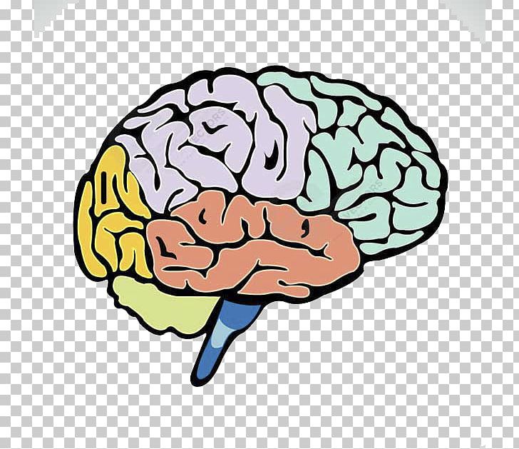 Human Brain Lobes Of The Brain Cerebrum PNG, Clipart, Area, Brain, Color, Colorful Background, Coloring Free PNG Download