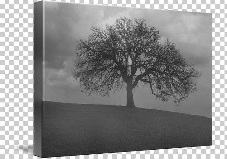 Monochrome Photography Still Life Photography PNG, Clipart, Black And White, Branch, Hill County Texas, Landscape, Miscellaneous Free PNG Download