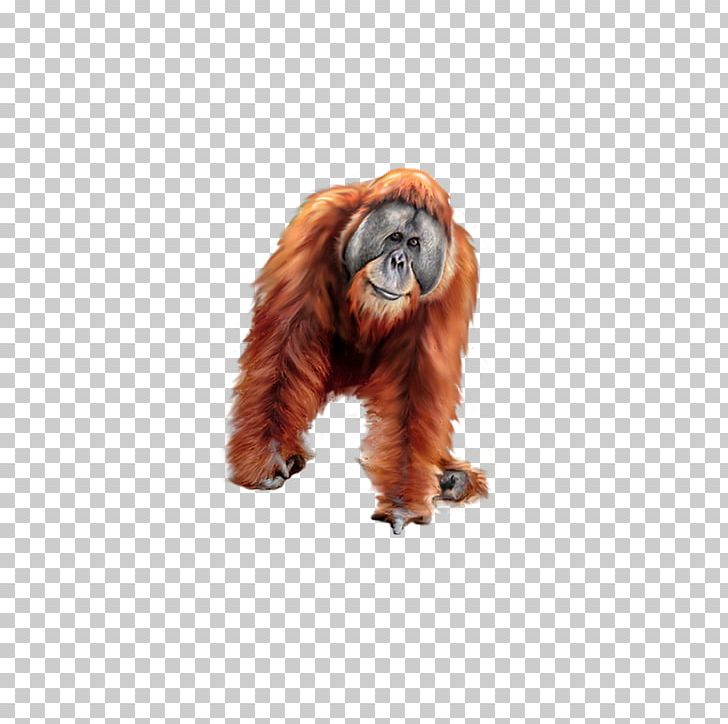 Orangutan Gorilla Tiger Baboons PNG, Clipart, Animal, Animals, Brown, Download, Encapsulated Postscript Free PNG Download